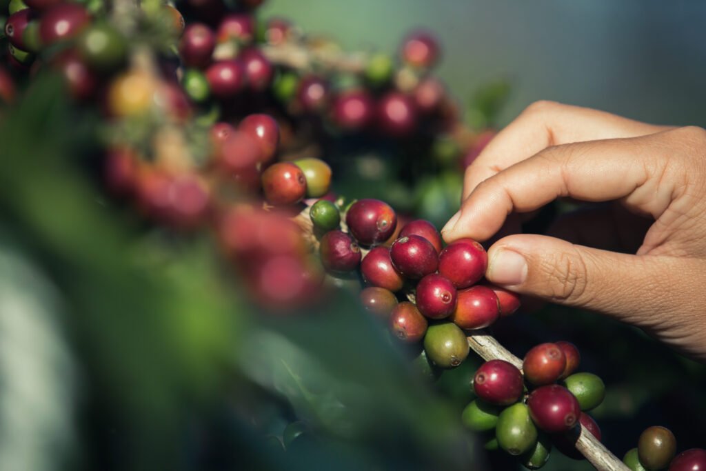 Java Robusta Coffee Premium Robusta from Temanggung, Central Java