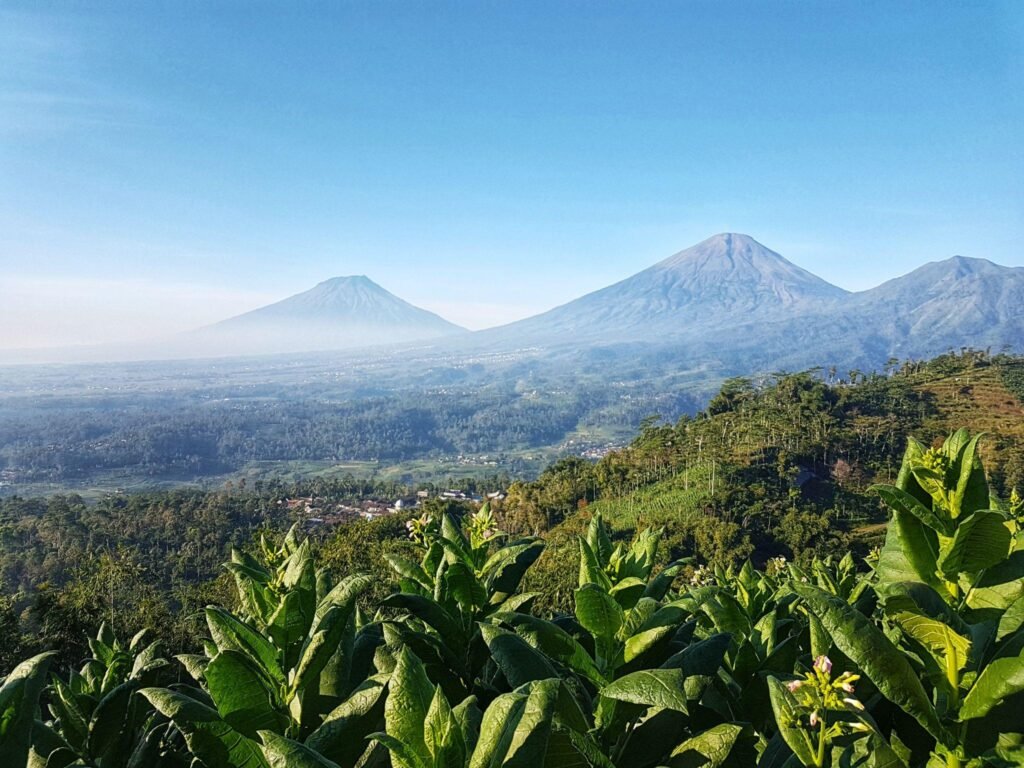Tentang Alas Coffee | Kopi Temanggung Langsung dari Petani