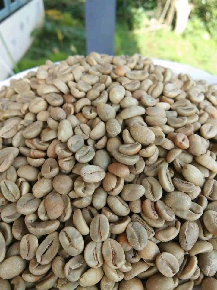 green bean robusta arabika temanggung sumbing sindoro jawa tengah