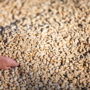 Kopi Robusta Temanggung Green Bean: Biji Kopi Mentah Berkualitas Langsung dari Petani.